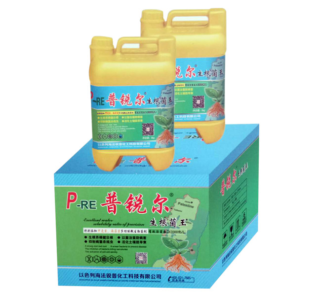 普锐尔生根菌王