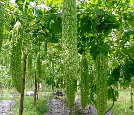 瓜菜应用